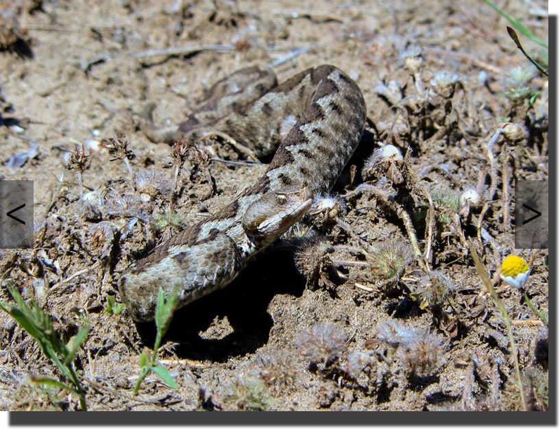 Vipera ammodytes